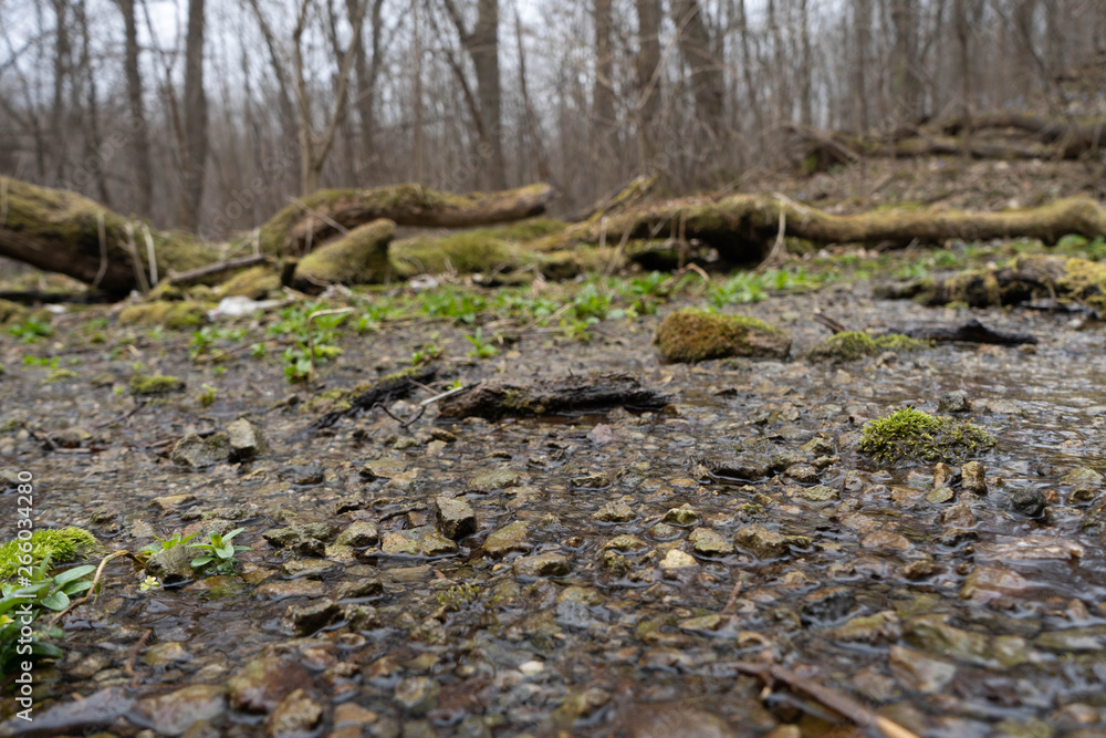 flooded by a underground wild forest water spring water source land in the forest flooded by a underground wild forest water spring water source land in the forest
