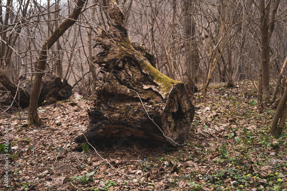 old rotten eradicated by nature and cut by human stump of the oak tree
