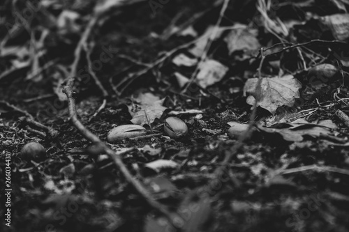 Wallpaper Mural Black and white art close up picture of acorns Torontodigital.ca