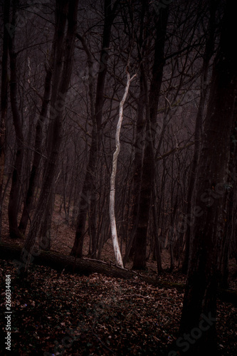 isolated white fallen tree in the dark hornbeam trees wild forest