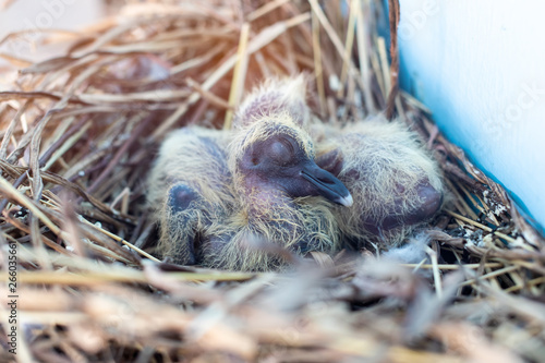 Baby bird sleep in swallow's nest