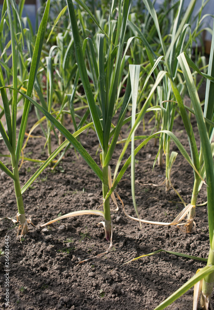 Young Leeks Growing in Raised Garden Bed Young Leeks Growing in Raised Garden Bed