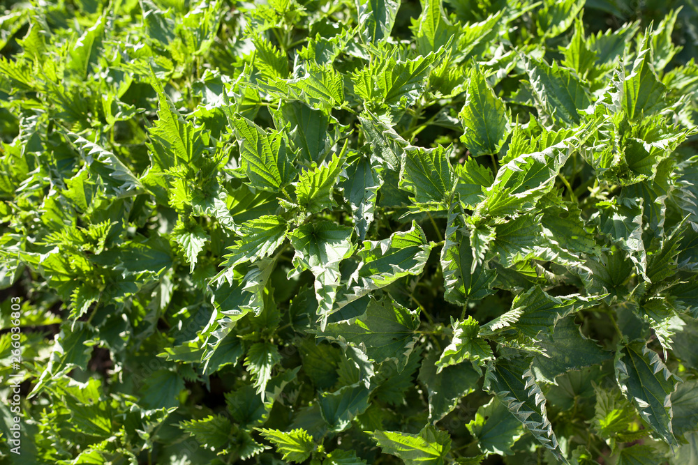 stinging nettle leaves as background. Beautiful texture of nettle. Top view. Copy space. Can use as banner stinging nettle leaves as background. Beautiful texture of nettle. Top view. Copy space. Can use as banner