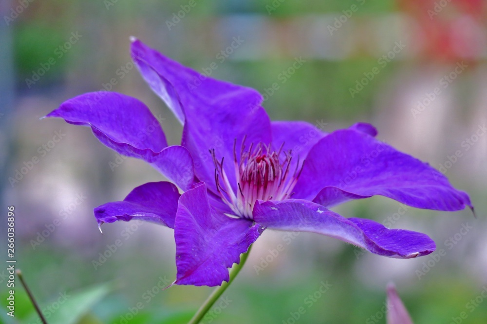 beautiful purple flower photographed by macro photography