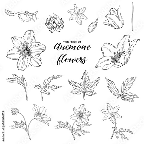 Fototapeta Naklejka Na Ścianę i Meble -  vector floral black and white composition set with anemone flowers