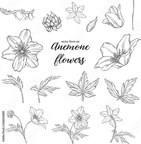 vector floral black and white composition set with anemone flowers