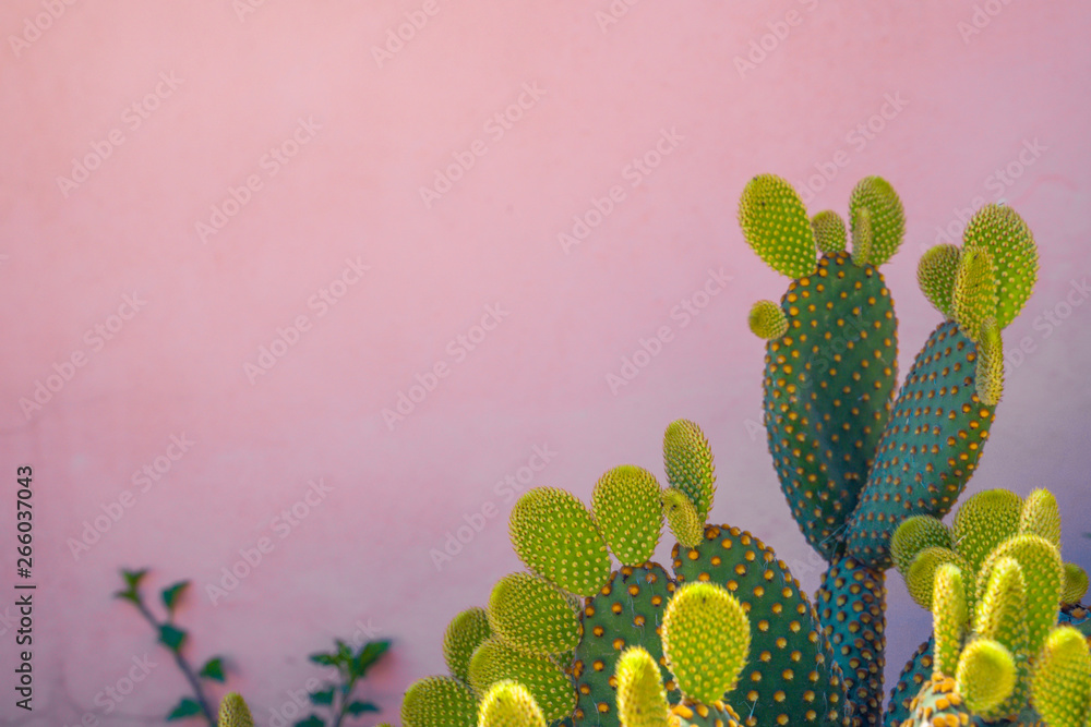Blind Prickly Pear Cactus or Opuntia rufida against pink facade. Space for text Blind Prickly Pear Cactus or Opuntia rufida against pink facade. Space for text