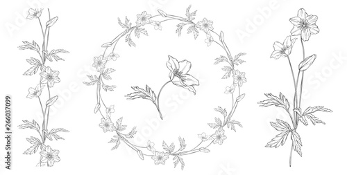 vector floral black and white composition set with anemone flowers