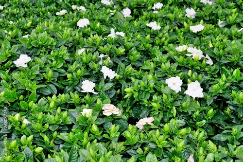 beautiful background of green leaves and white flowers