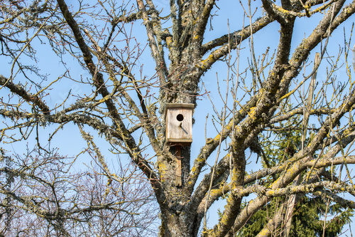 Birdhouse on an old branching tree without leaves in early spring.