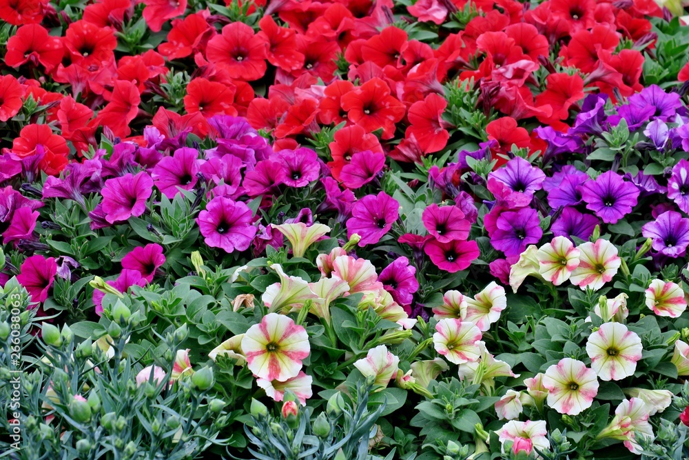 many different colorful little flowers closeup many different colorful little flowers closeup