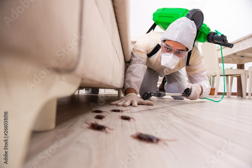 Tablou pe pânză Pest control contractor working in the flat