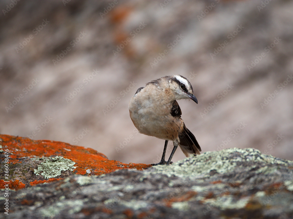 Naklejka premium A Chalk-browed mockingbird (Mimus saturninus) in Cuesta Blanca, Cordoba, Argentina.