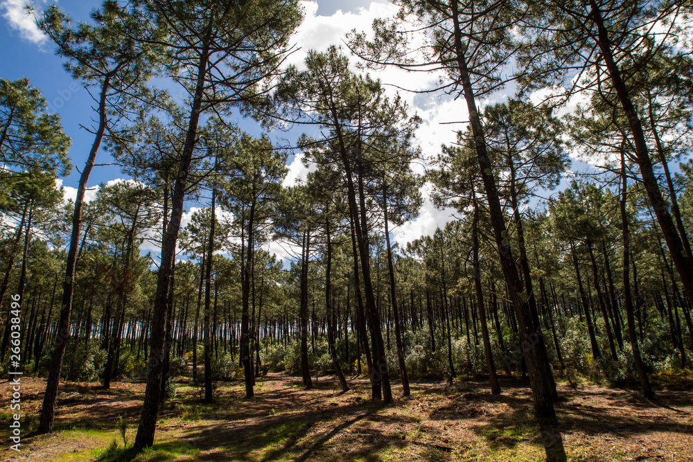Fototapeta premium Pinienwald