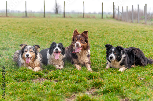 A group of border collie lying on the field