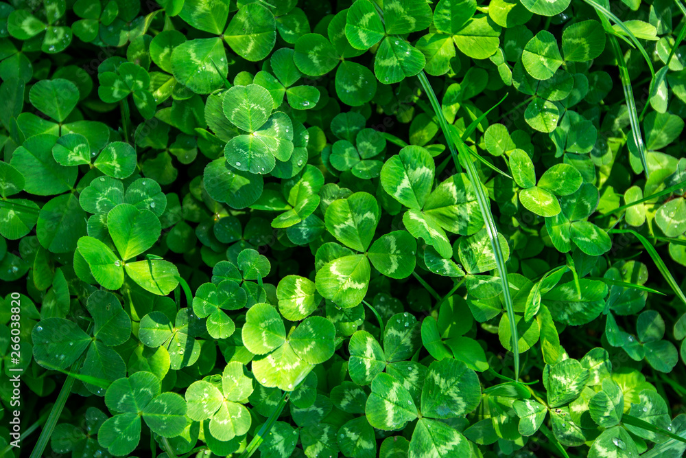 lawn clover lawn clover