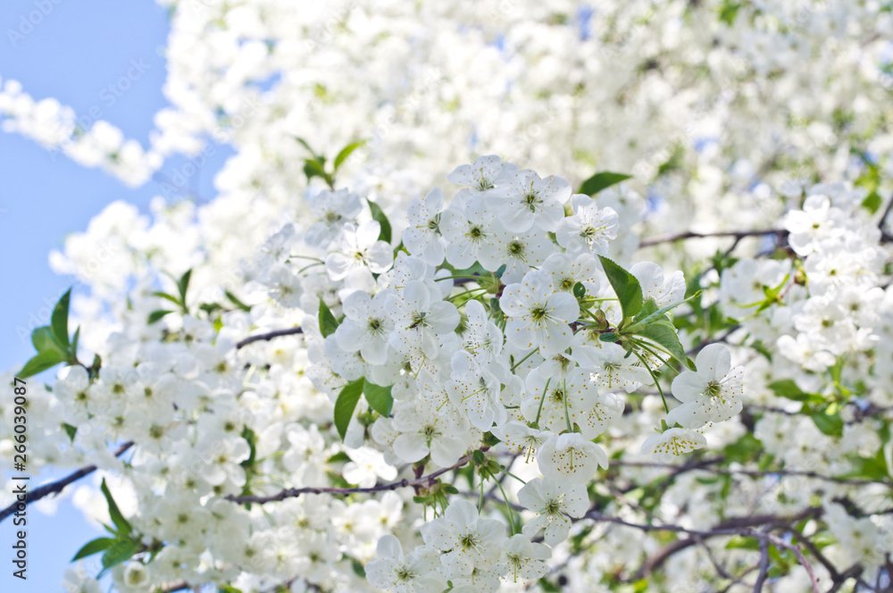 Cherry tree flowers in spring against a blue sky Cherry tree flowers in spring against a blue sky