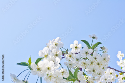 Cherry tree flowers in spring against a blue sky
