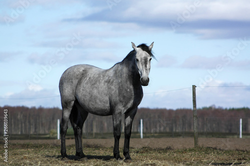 Grey andalusian horse standing in the pasture in spring.
