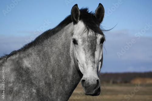 Portrait of a funny and cute grey andalusian horse.
