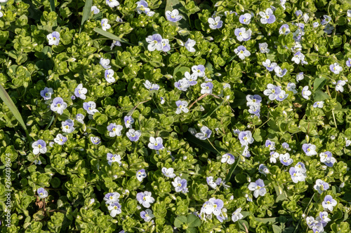 Veronica filiformis Slender speedwell little blue flowers bloomed in the garden  delicate flower background