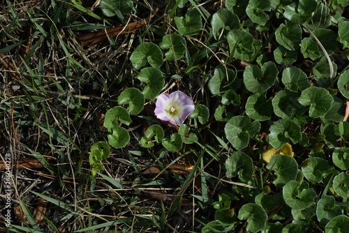 Seashore false bindweed photo