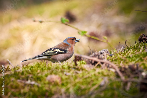 Common Chaffinch ( Fringilla coelebs ) searching for food on the ground in Teverener Heide Natural Park, Germany