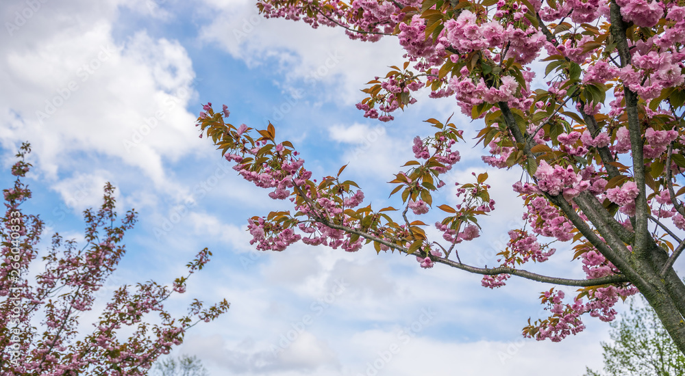 Branches of blossoming pink sakura against the white-blue sky. Branches of blossoming pink sakura against the white-blue sky.