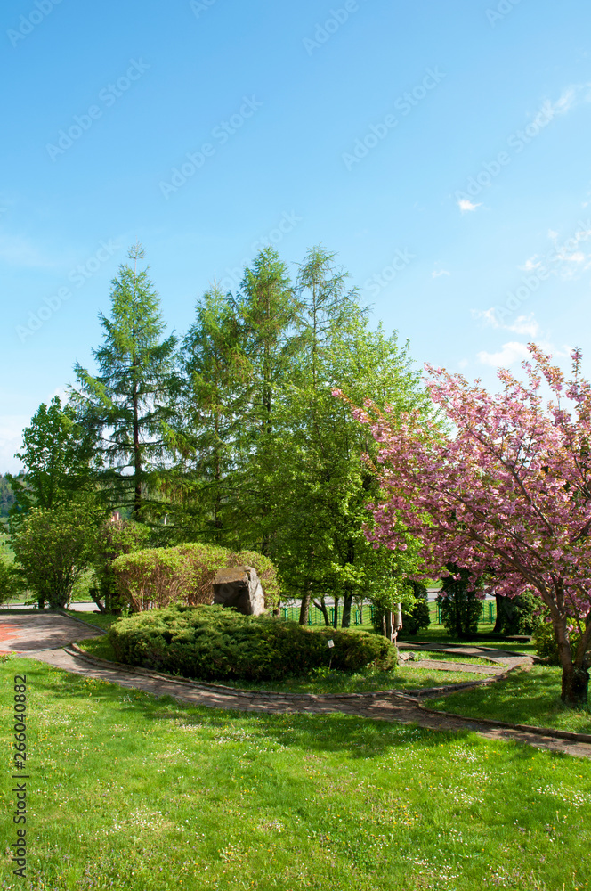 blooming sakura spring in the city under an open blue sky next to green trees and bushes blooming sakura spring in the city under an open blue sky next to green trees and bushes