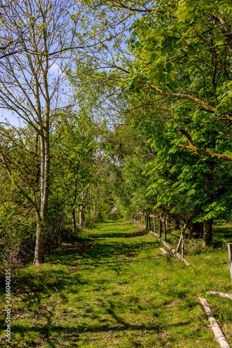 green path in the trees with fence on the side