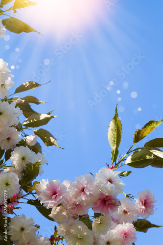 White cherry flowers. Abstract spring blossom background. Springtime. Banner background with copy space, toned and blurred