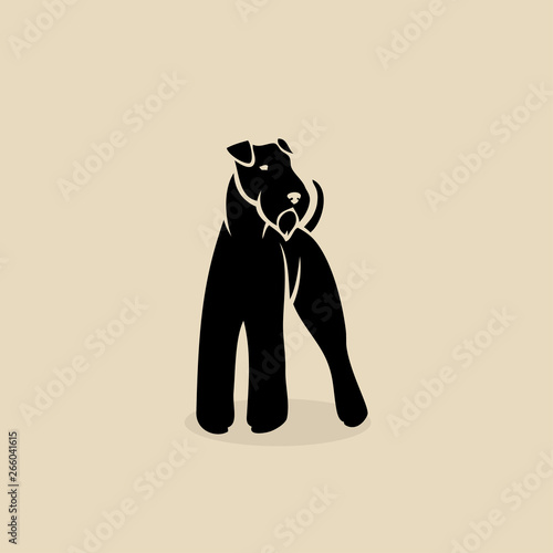 Airedale terrier dog - bingley - isolated