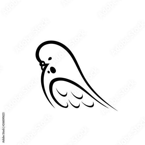 Budgerigar, parakeet, budgie