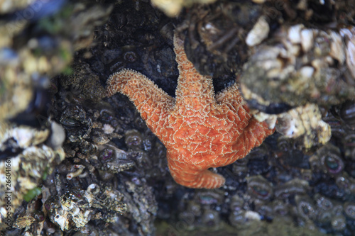 starfish on rock