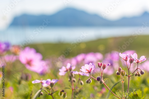 Field geranium © andreymuravin