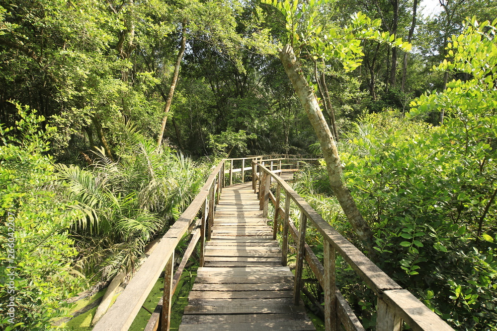 Obraz premium Canopy walkway in a jungle with good sunlight