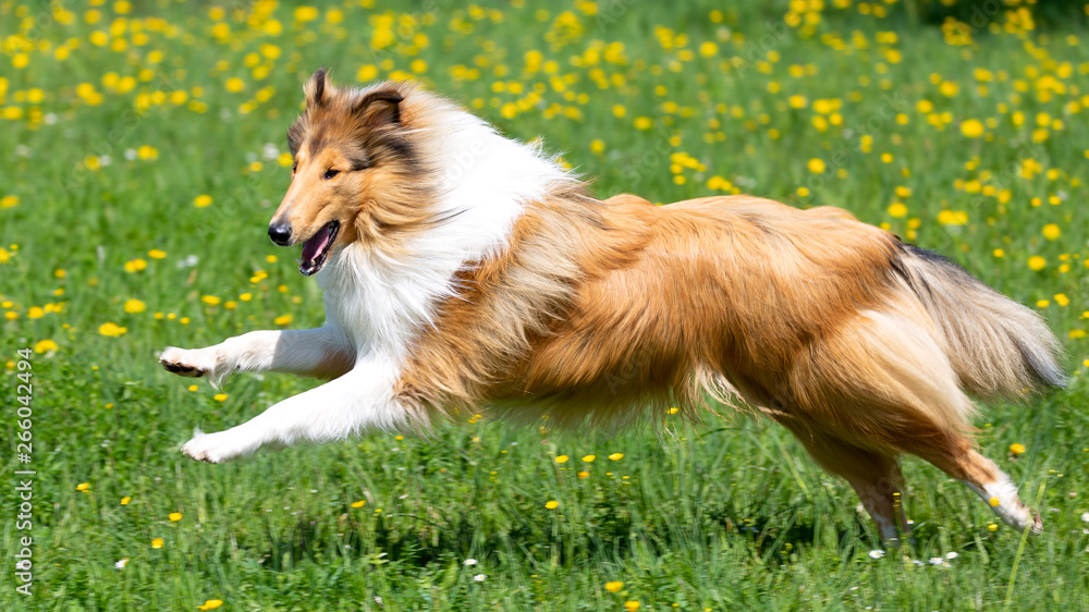 Langhaar-Collie-Hund in sable springt über die Wiese Adobe Stock