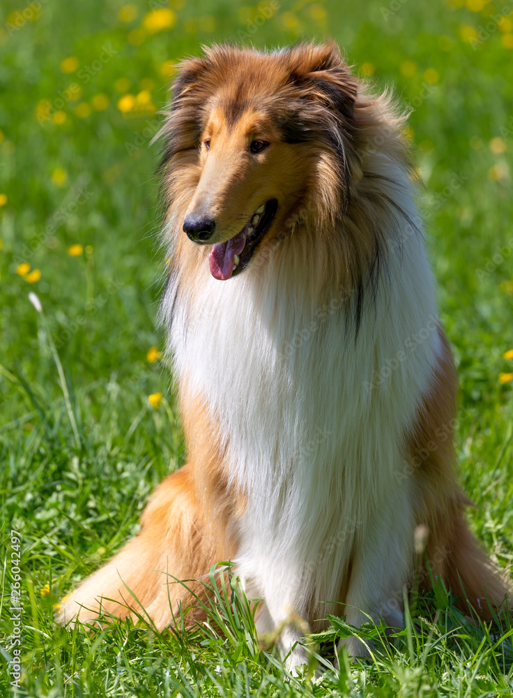 Sable Langhaar-Collie-Rüde bei der Begleithundeprüfung Sable Langhaar-Collie-Rüde bei der Begleithundeprüfung