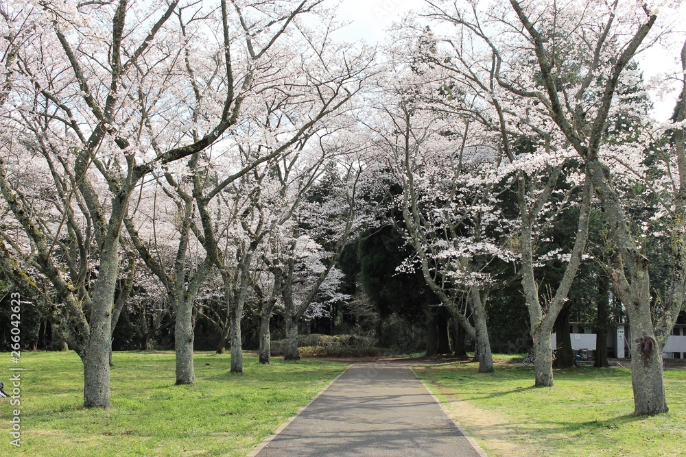 千葉市昭和の森の桜