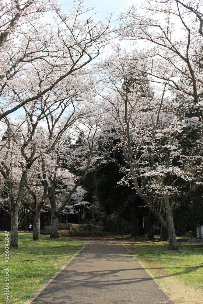 千葉市昭和の森の桜