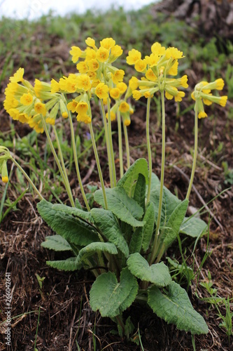 Cowslip blooming in the spring