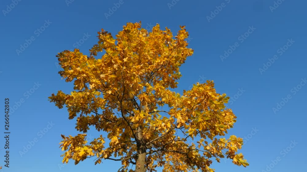 Young oak tree with yellow foliage at autumn time, low angle shot against blue sky. Branch sway on light breeze, vivid colours of fall season. Sunny october day Young oak tree with yellow foliage at autumn time, low angle shot against blue sky. Branch sway on light breeze, vivid colours of fall season. Sunny october day