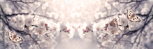 Mysterious spring floral banner with blooming white sakura cherry flowers blossom and butterflies photo