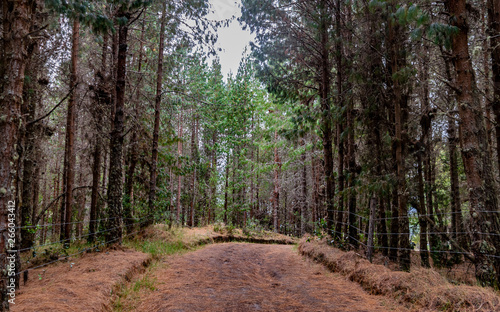 Route bordered by pines and carpeted with its orange colored leaves B