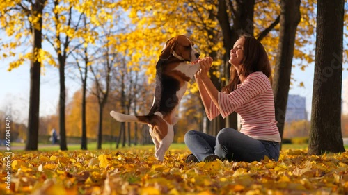 Lovely beagle dog stand on hind legs, lean front paws on hands and kiss woman. Two have fun together at autumn park, owner girl sitting on fallen leaves. Vibrant yellow colours of autumn evening photo