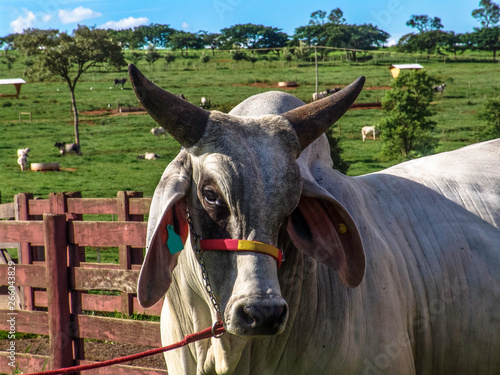 Guzera cattle on pasture in Brazil © AlfRibeiro