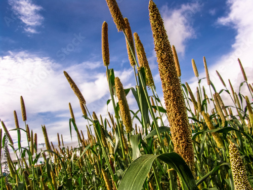 Organic finger millet field with selective focus in Brazil photo