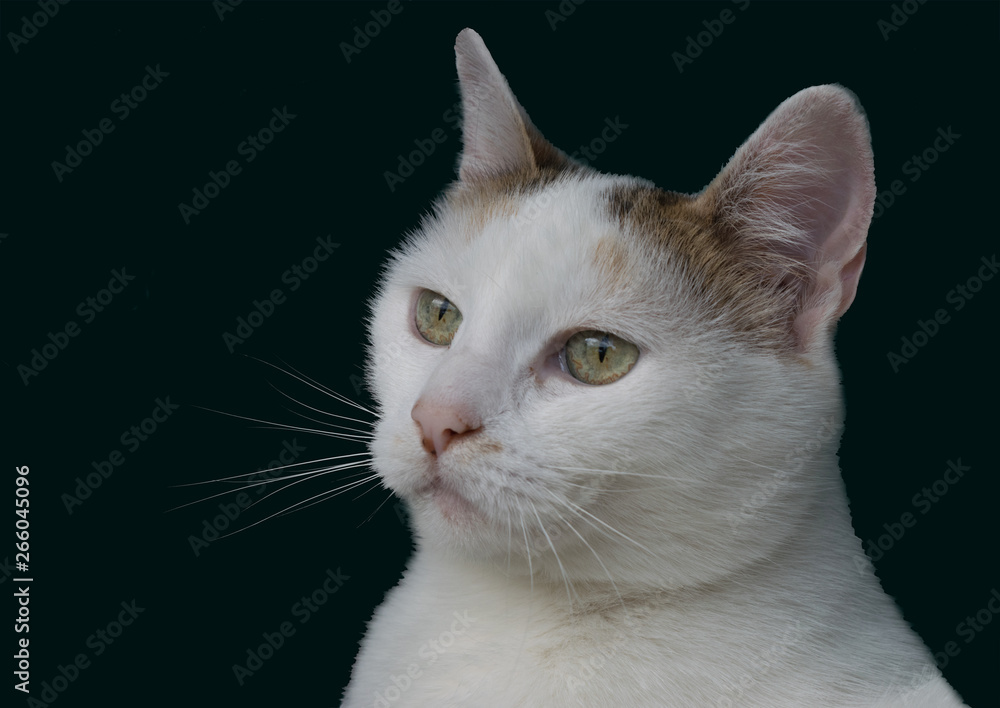 Insulated White Cat head on Black background