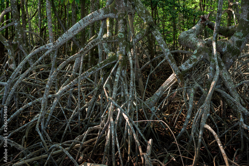 Fototapeta premium Roots of mangrove tree