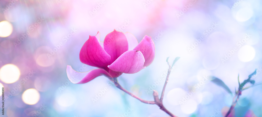 Pink Magnolia. Beautiful nature scene with blooming tree and sun flare. Spring magnolia blossom background. 